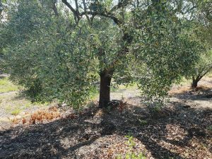 Ελαιόδεντρο